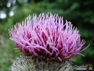 Featured image of Growing Milk Thistle, How to Harvest Milk Thistle Seeds
