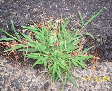 Featured image of Garden Weeds Identification, How to Get rid of Weeds in Grass