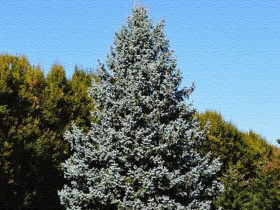 Featured of Different Types of Evergreen Trees