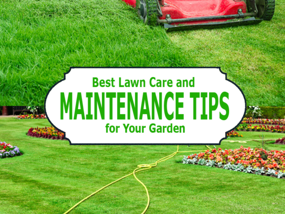 Featured of Best Lawn Care Tips and Lawn Maintenance Tips for Your Garden