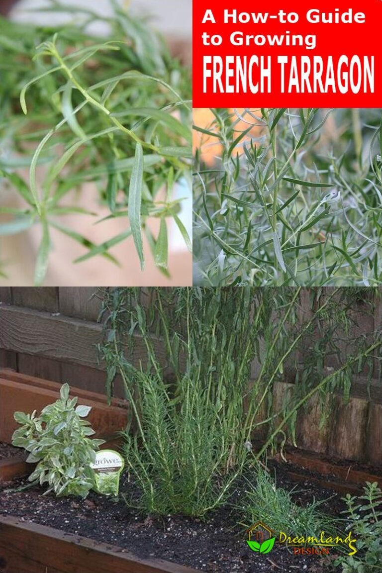 How to Grow Tarragon How to Find, Plant and Care for French Tarragon