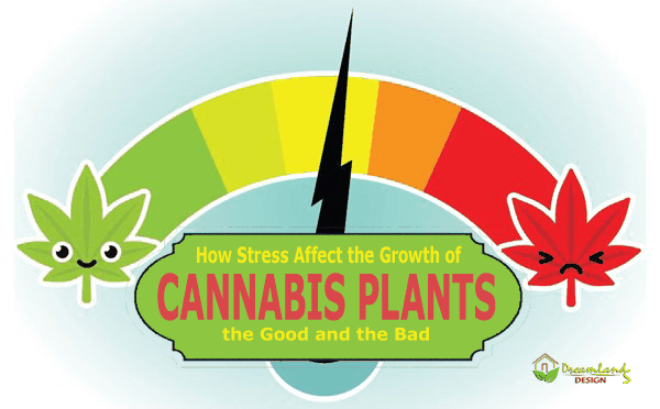 IMG - How Good and Bad Stress Affect the Growth of Cannabis Plants
