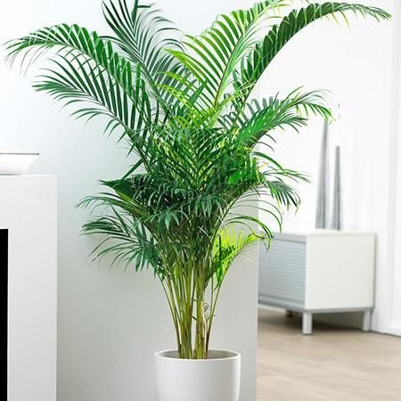 img How to Care for an Indoor Palm Tree