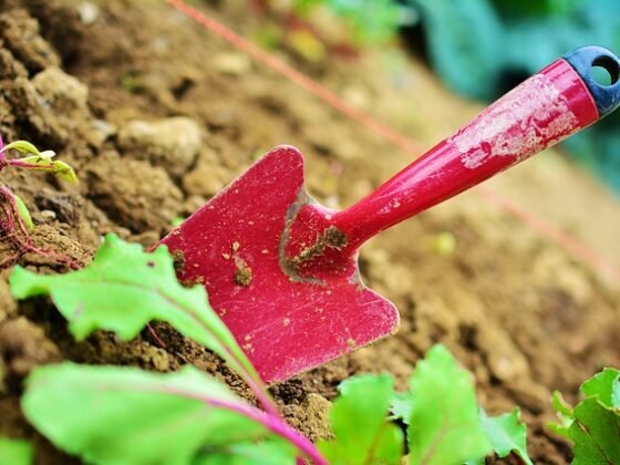 Featured of 5 Frugal Gardening Tips for Beginners