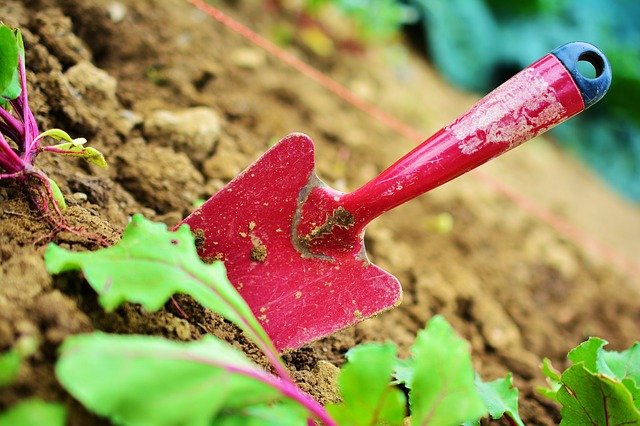 IMG - 5 Frugal Gardening Tips for Beginners