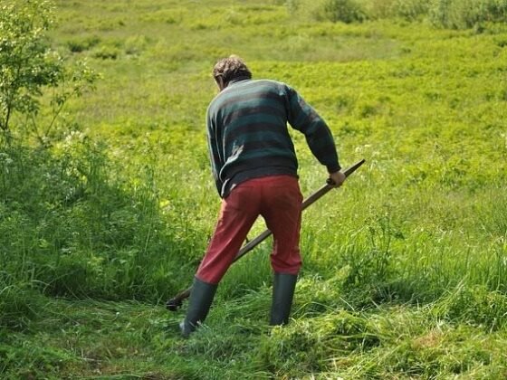 Featured of DIY Lawn Dethatcher: How to Make a Homemade Lawn Dethatcher