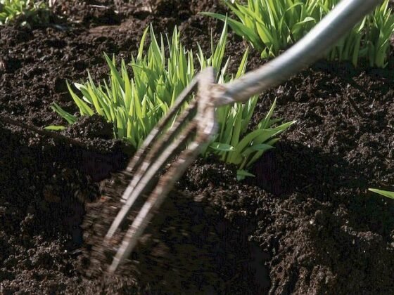 Featured of Selecting the Best Organic Mulch for Your Garden