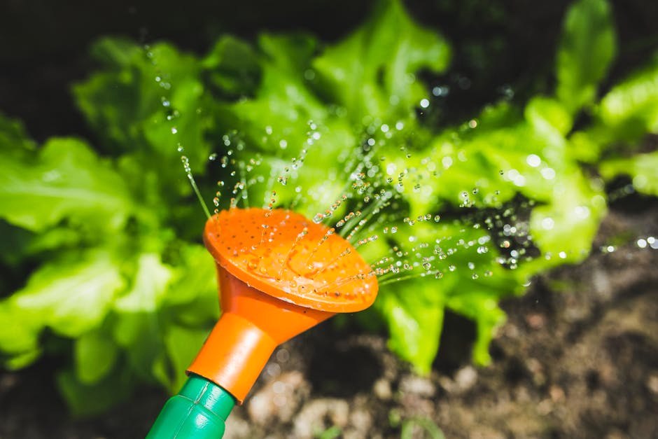 3 Tips to Keep Your Garden Green While Conserving Water