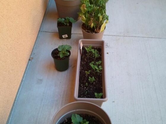 Featured of Herb Gardening With Your Own Container Garden