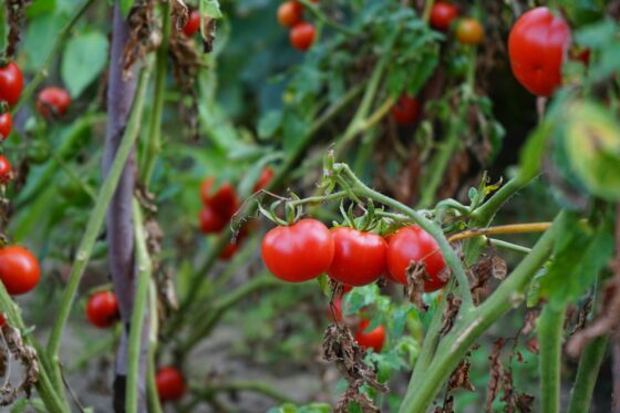 Tips to Grow Tomato Plant for Gardener