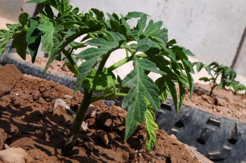 Planting Tomatoes Planting Tomatoes