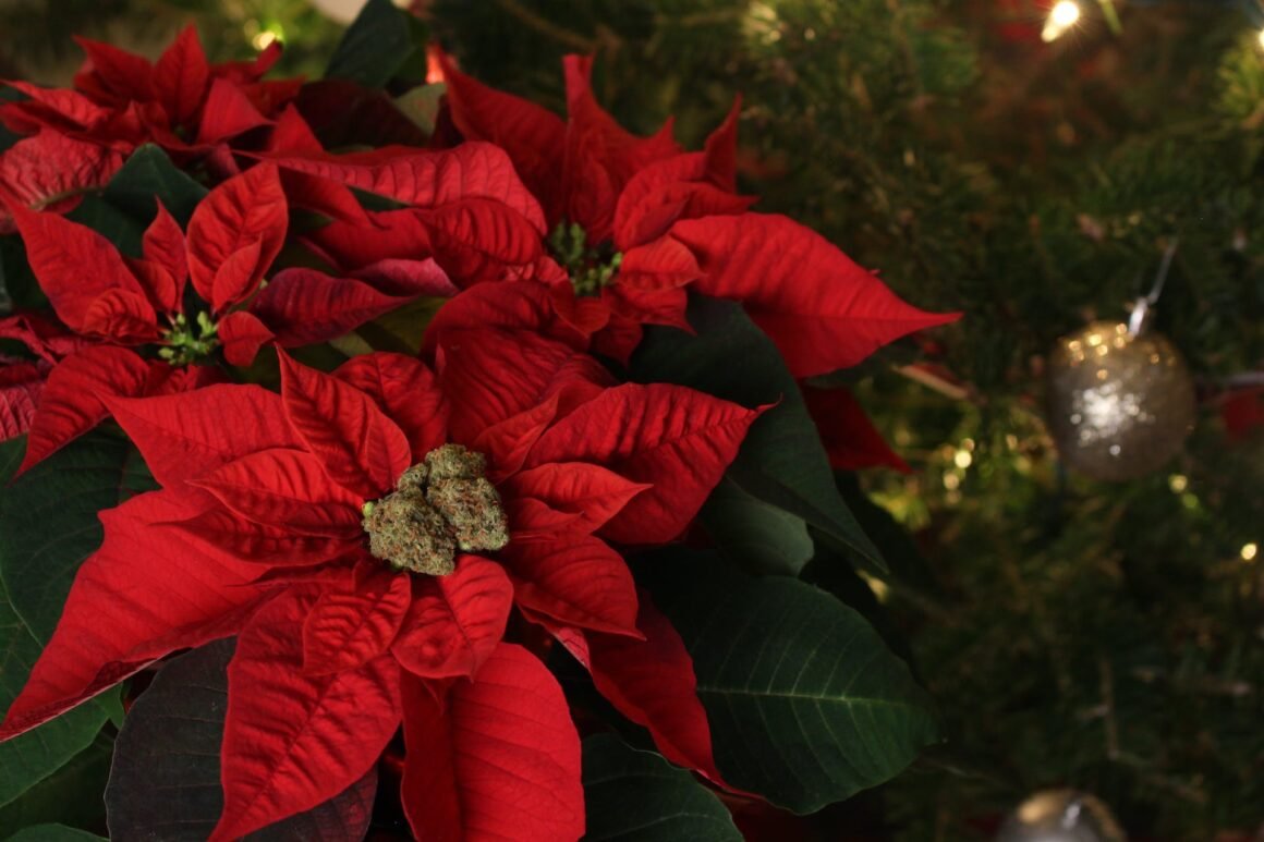 How to Take Care of Poinsettias
