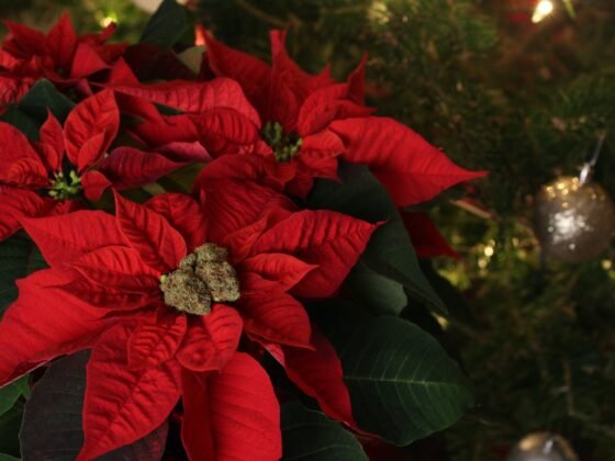 How to Take Care of Poinsettias