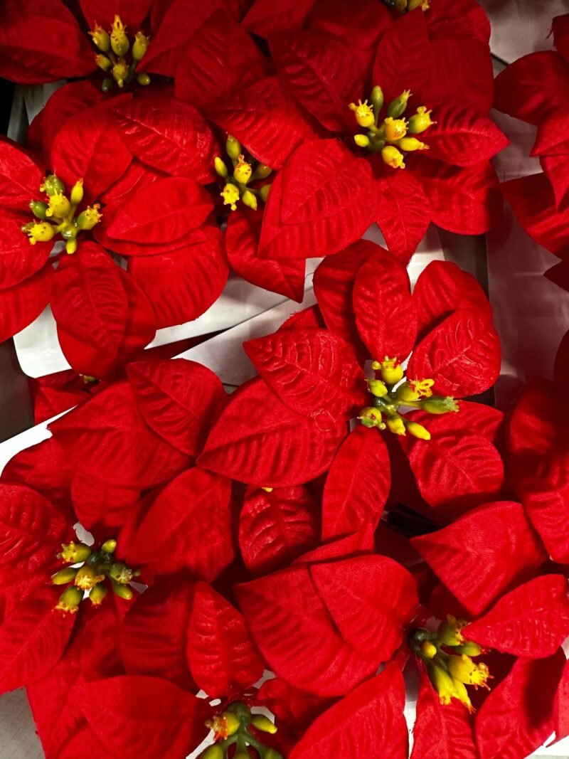 Poinsettias