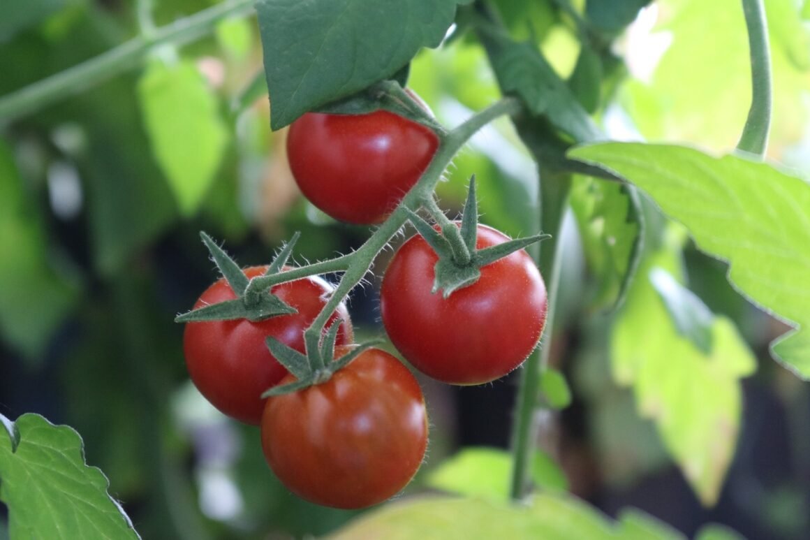 Growing Tomatoes: What is the Best Tomato Plant Spacing for Different Types