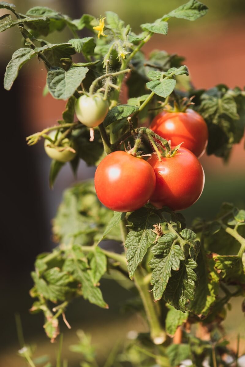 Growing Tomatoes Growing Tomatoes