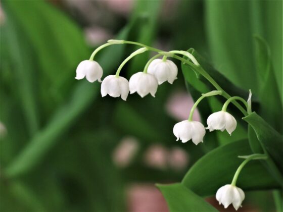 Featured image - About the Lily of the Valley Flower