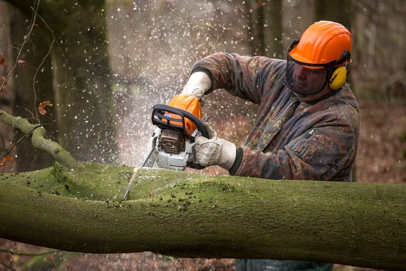 Tree Removal Services Tree Removal Services - Get a Detailed Knowledge of Tree Removal