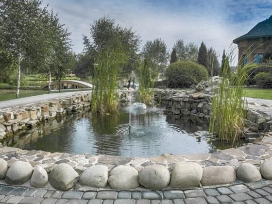 Featured of 4 Low-Maintenance Fish to Add to Your Outdoor Fountain