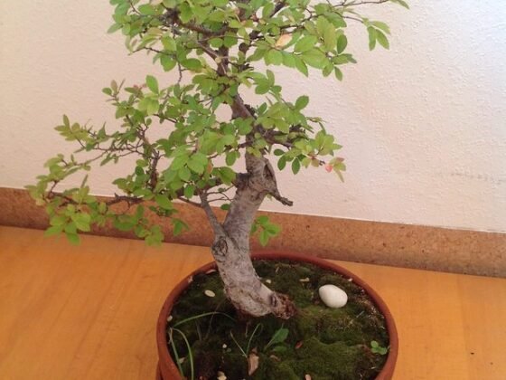 Featured of Five Easy Ways to Take the Right Care of Your Bonsai Trees