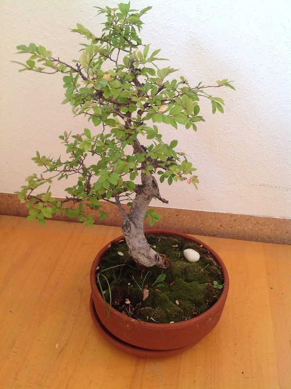 Featured of Five Easy Ways to Take the Right Care of Your Bonsai Trees