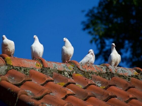 Featured of 5 Signs That Will Tell You It’s Time to Repair Your Roof