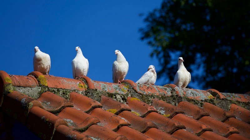 Fix it Up: 5 Signs That Will Tell You It’s Time to Repair Your Roof Fix it Up: 5 Signs That Will Tell You It’s Time to Repair Your Roof