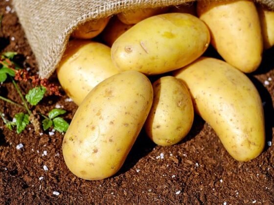 Featured of Helpful Tips for Better Potato Farming