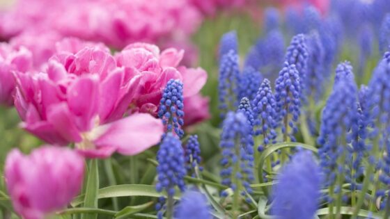 Featured of How to Create an All-Season Flower Garden?