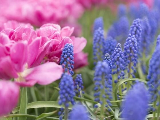 Featured of How to Create an All-Season Flower Garden?