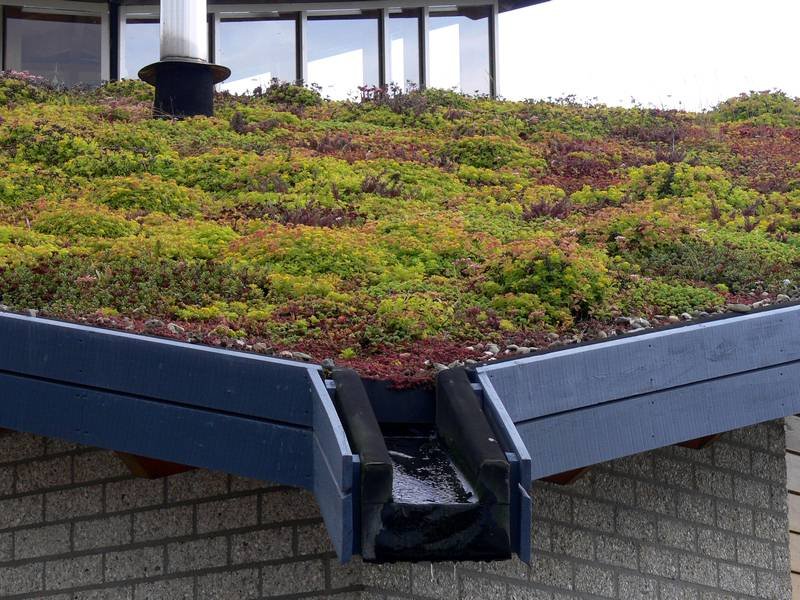 How to Turn Your Rooftop Into a Green Garden How to Turn Your Rooftop Into a Green Garden