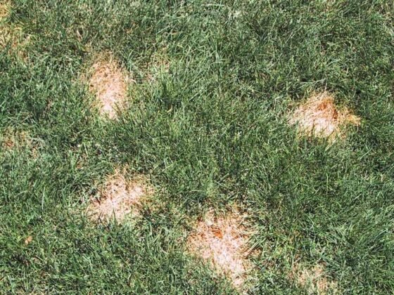 Featured of Diagnosing and Managing Brown Spots on Your Lawn