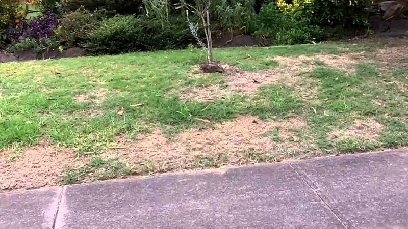Brown Spots on Lawn Brown Spots on Lawn