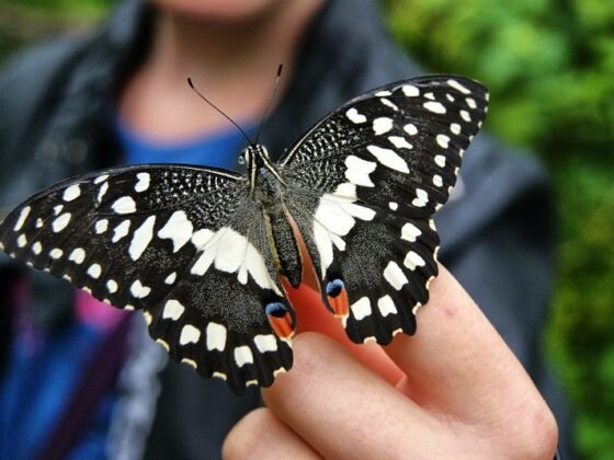 Featured of How to Make a Butterfly Garden