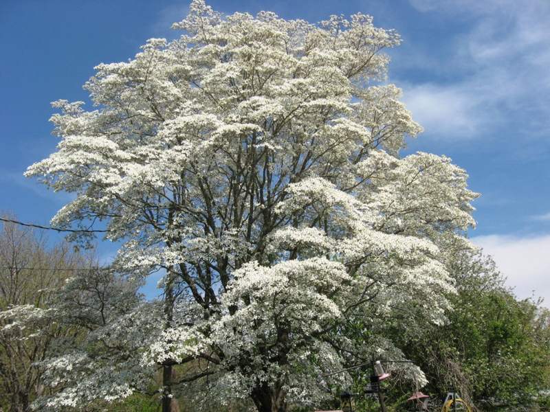 Dogwoods - Top 7 Trees That Provide Food and Shelter for Birds and Butterflies