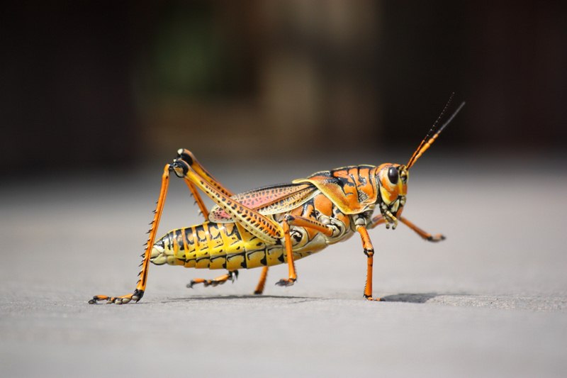 Insect Excretions - 5 Contaminants That May Plague Your Home