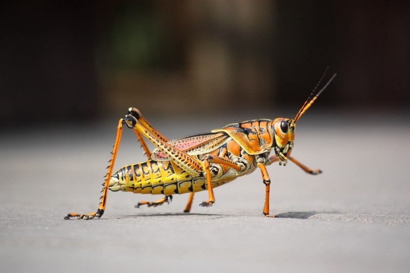 Insect Excretions Insect Excretions - 5 Contaminants That May Plague Your Home