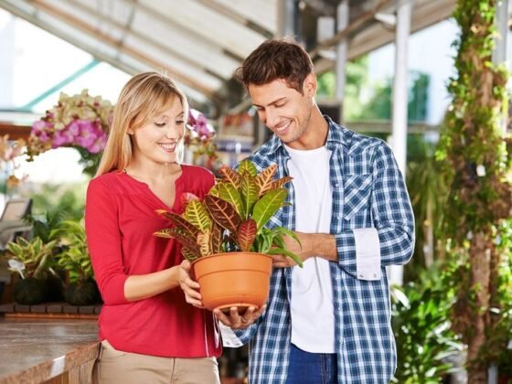 Featured of Tips to Choose a Reputable Plant Nursery and to Buy Plants