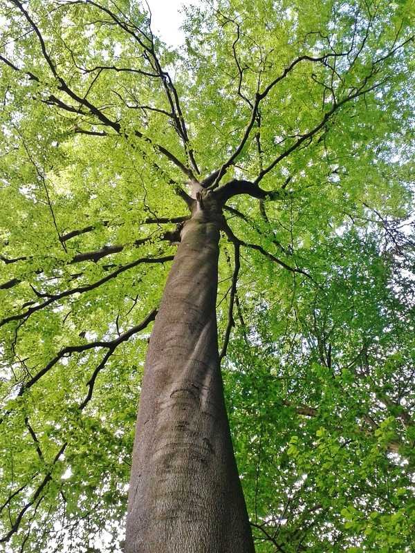 Beech Trees Beech Trees - Trees That Provide Food, Shelter and Other Attractions for Birds, Butterflies and Landscape Beauty