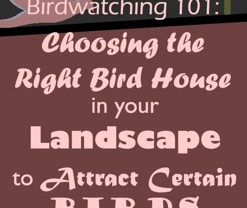 Featured of Birdwatching 101 - Choosing the Right Bird House in Your Landscape to Attract Certain Birds