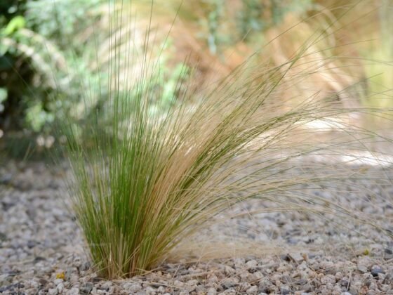 Featured of How to Cut and Prune Ornamental Grass