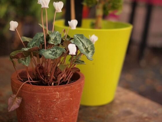 Featured of How to Keep Outdoor Potted Plants From Falling Over