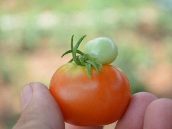 Featured of Growing Organic Tomatoes
