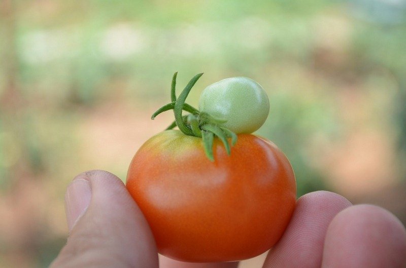 Featured of Growing Organic Tomatoes
