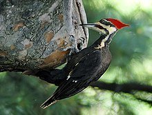 Woodpeckers Woodpeckers