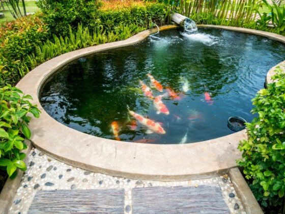 Featured of How to Maintain a Healthy Fish Pond