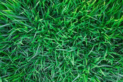 Benefits of Artificial Grass Benefits of Artificial Grass