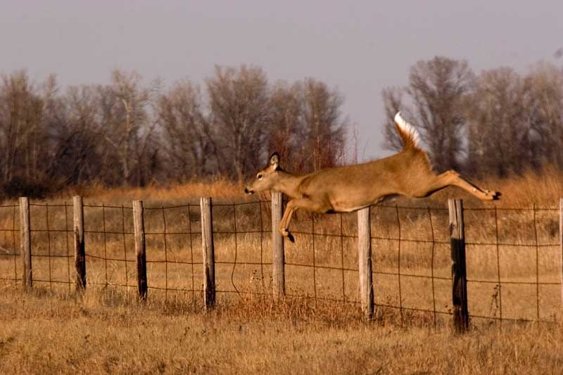 Deer Fencing - Keep Deer Out Garden