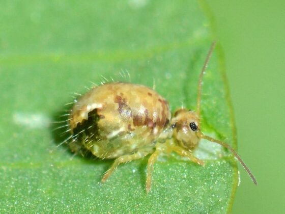 Featured of Four Handy Tips to Get Rid of Fleas