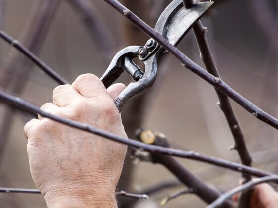 Featured of Professional Facilities Provided By Expert Tree Care Specialists